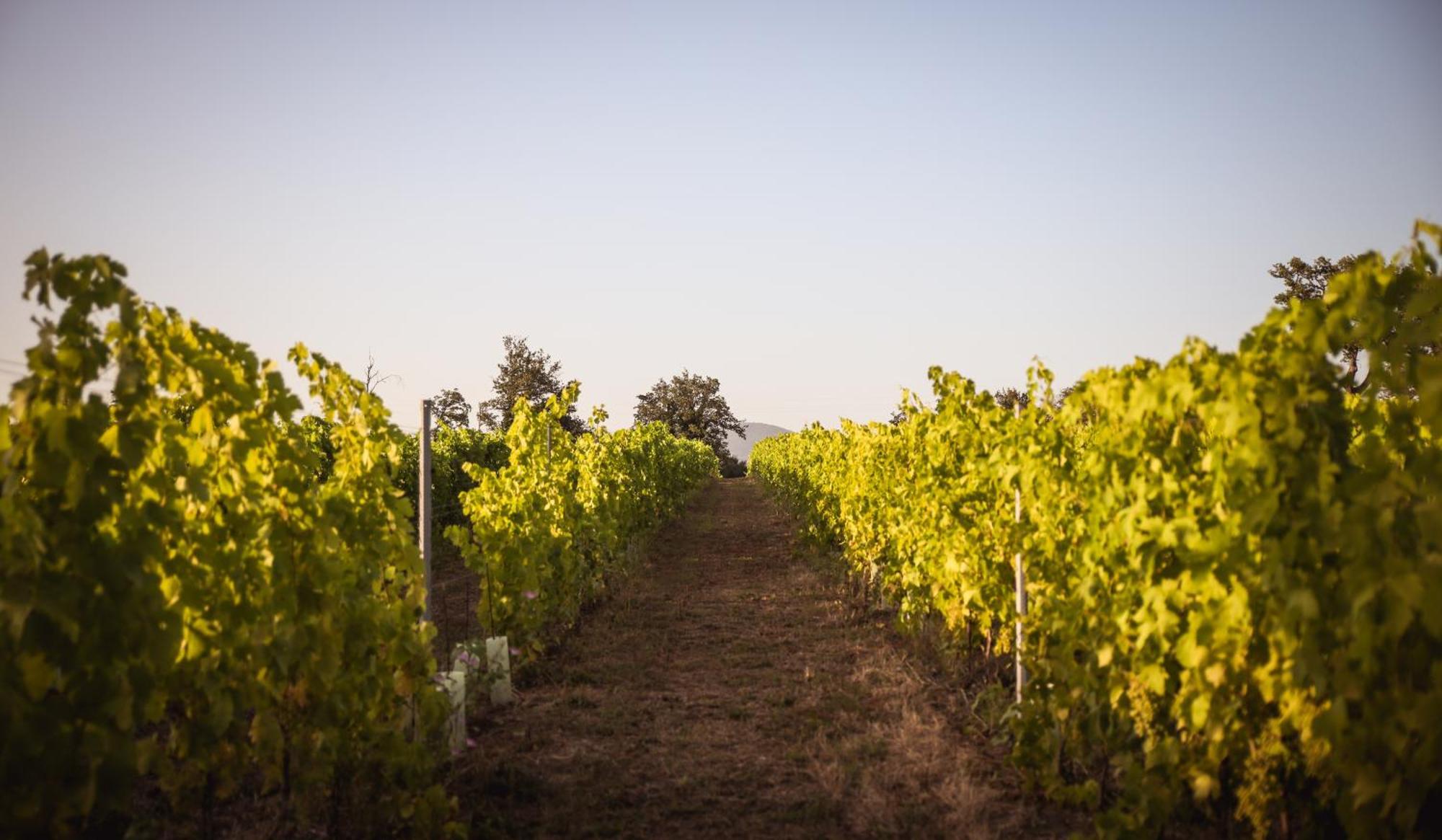 Agriturismo La Vecchia Quercia Montemerano Ngoại thất bức ảnh
