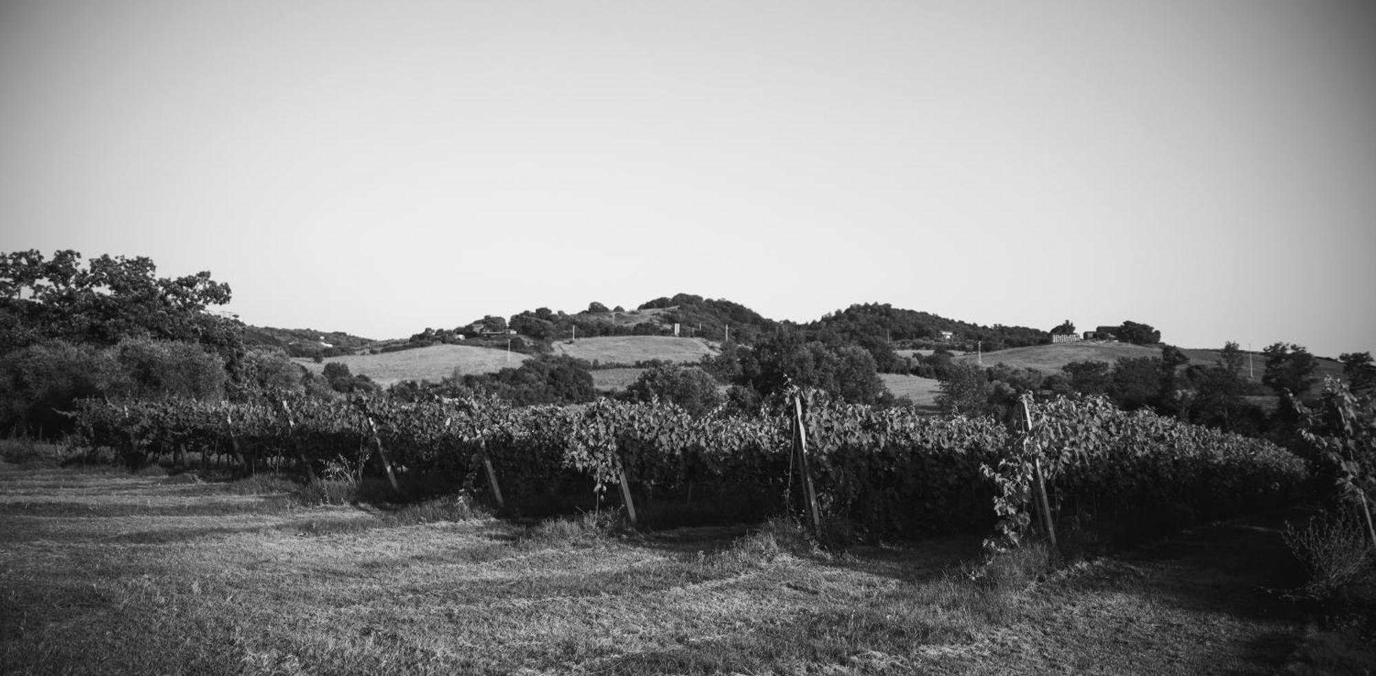 Agriturismo La Vecchia Quercia Montemerano Ngoại thất bức ảnh