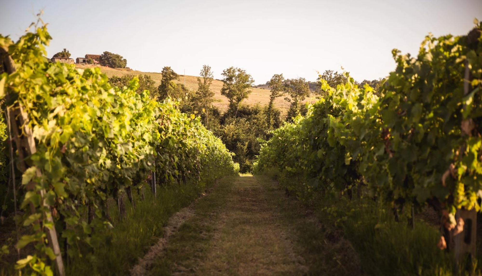 Agriturismo La Vecchia Quercia Montemerano Ngoại thất bức ảnh